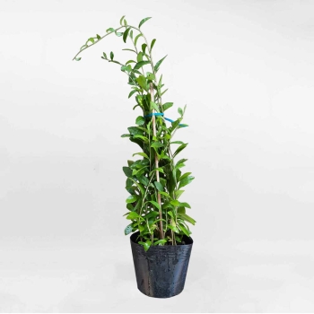 Cây cúc tần Ấn Độ bầu đất